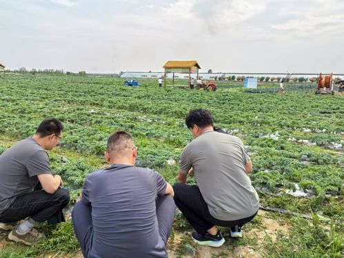 山東高密市社 深耕農(nóng)產(chǎn)品經(jīng)營服務(wù)體系 奏響豐收樂章