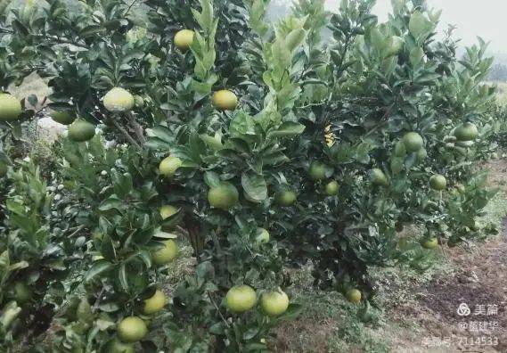 新橋這種水果你一定沒有吃過