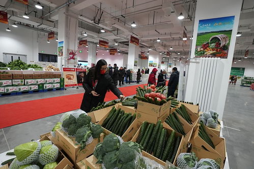 持續優化 菜籃子 讓供冬奧農產品生產基地長期服務于民 建言中國137