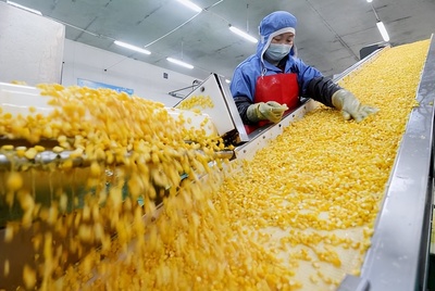 河北晉州:發展農產品深加工為縣域經濟注入強勁動力