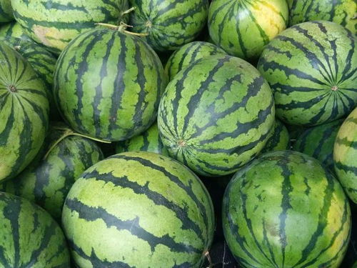 倡導優質農產品生產與市場拓展 助力農業可持續發展