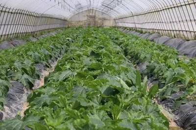 電商驅動下的新農業 農產品生產轉型與變革