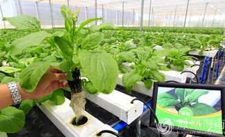 陵水農業總產值突破60億元，品牌化戰略助推農產品銷售升級