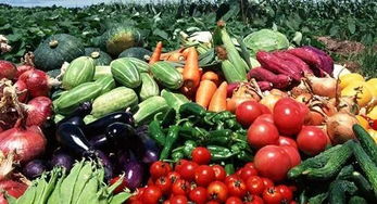 河南食品農產品出口創新高 農業產業升級推動銷售增長