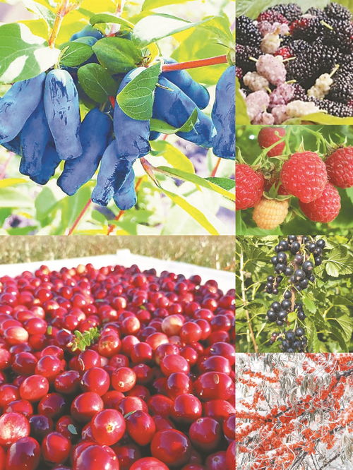 做強精深加工，拓寬銷售渠道 黑龍江農產品的特色發展之路