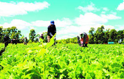 綠色優質農產品 產得出更要賣得好，拓寬銷售渠道是關鍵