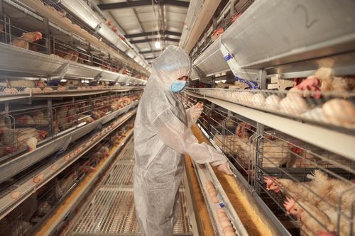 黃天鵝馮斌 以可生食標準引領農產品長期主義發展