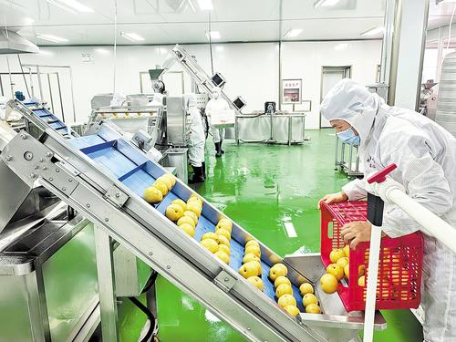 河北鮮梨開(kāi)拓海外市場(chǎng)，農(nóng)產(chǎn)品銷(xiāo)售迎來(lái)新突破