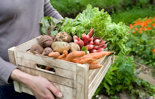 農(nóng)業(yè)也能私人定制 如何讓消費(fèi)者'認(rèn)養(yǎng)'你的農(nóng)產(chǎn)品