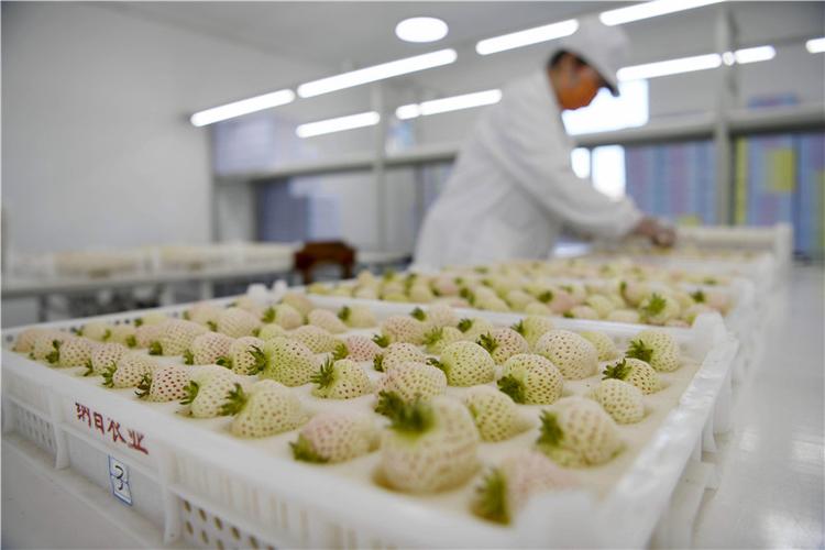 河北承德 白草莓飄香助力鄉(xiāng)村振興