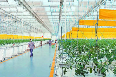 植物工廠的智慧農(nóng)產(chǎn)品去了哪？——高質(zhì)量發(fā)展調(diào)研行探訪農(nóng)產(chǎn)品銷售路徑